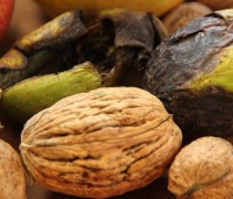 Walnoten van de Juglans regia boom