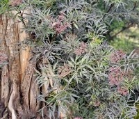 Sambucus nigra 'Black Beauty' - Zwarte vlier 'Black Beauty' - 2