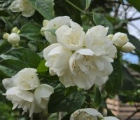 Philadelphus 'Virginal' - Boerenjasmijn 'Virginal' - 1