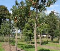 Malus domestica 'Groninger Kroon' solitair op kwekerij in Apeldoorn 2018
