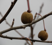 Vaantjesboom vruchten