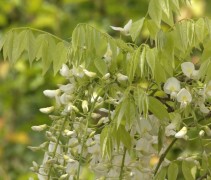 Wisteria sinensis 'Alba'
