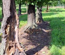 Alnus glutinosa oude boomstronk ter vergroting van de insecten biodiversiteit