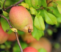 Chaenomelis japonica vrucht