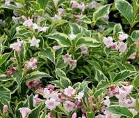Weigela florida 'Nana Variegata' - Weigela 'Nana Variegata' - 3