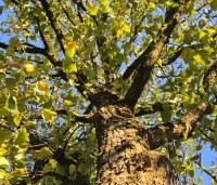 Corylus colurna - Turkse hazelaar - 5