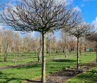 Carpinus betulus - Haagbeuk - 2