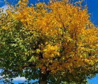 Carpinus betulus - Haagbeuk - 4