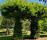 Carpinus betulus - Haagbeuk - 5