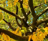 Carpinus betulus - Haagbeuk - 3