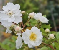 Rosa 'Guirlande d'Amour' - Roos 'Guirlande d'Amour ' - 2