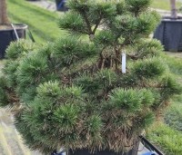 Pinus nigra 'Nana' - Oostenrijkse dwergden - 1