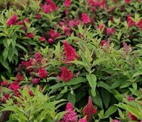 Buddleja davidii 'Butterfly Candy Little Ruby' - dwergvlinderstruik rood - 2