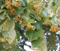 Tilia tomentosa blad