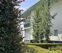 Cedrus libani - Libanonceder - 3