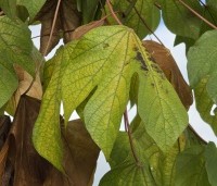 Firmiana simplex - Chinese parasolboom - 1