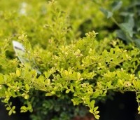 Ilex crenata 'Golden Gem' - Japanse hulst 'Golden Gem' - 1