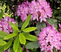 Rhododendron ponticum 'Roseum' - Bosrhododendron 'Roseum' - 1
