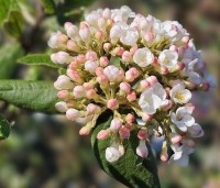 Viburnum Burkwoodii - Sneeuwbal Burkwoodii - 1