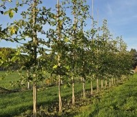 Nyssa sylvatica 'Sheffield Park' - Zwarte tupeloboom - 1