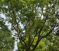 Pterocarya fraxinifolia - Vleugelnoot - 3