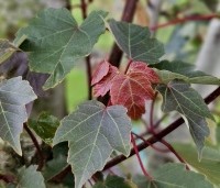 Acer rubrum 'Summer Red'  - Amerikaanse Esdoorn - 1