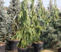 Chamaecyparis laws nootkatensis Pendula
