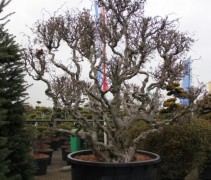 Corylus Contorta