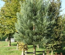 sequoiadendron giganteum met palen en boomband