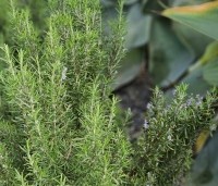 Salvia Rosmarinus - Rozemarijn - 2