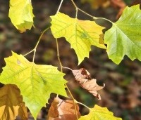 Platanus hispanica - Plataan - 1