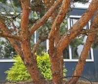 Pinus sylvestris 'Watereri' - Dwerg grove den 'Watereri' - 4