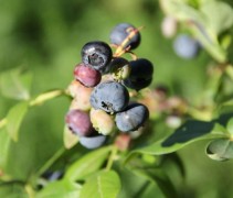 Vaccinium Blue Crop