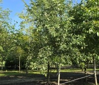 Malus dom. 'Lombarts calville' - Malus dom. 'Lombarts calville' - 2