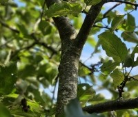 Malus dom. 'Lombarts calville' - Malus dom. 'Lombarts calville' - 3