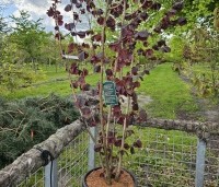 Corylus avellana 'Rode Zellernoot' - Rode hazelnoot  - 3