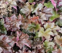Heuchera micrantha 'Palace Purple'  - Purperklokje - 1