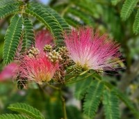 Albizia julibrissin - Perzische slaapboom - 2