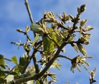 Quercus x turneri 'Pseudoturneri' - Semi- wintergroene eik 'Pseudoturneri' - 4