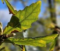 Quercus x turneri 'Pseudoturneri' - Semi- wintergroene eik 'Pseudoturneri' - 5
