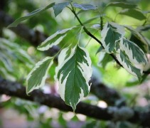 cornus controversa variegata