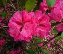 Rhododendron 'Anna Rose Whitney'