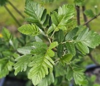 Sorbus intermedia - Lijsterbes - 2