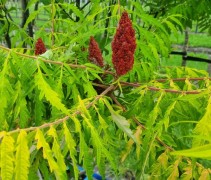 Rhus typhina 'Tiger Eyes' - Fluweelboom - Afbeelding 1