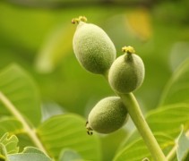 Juglans regia 