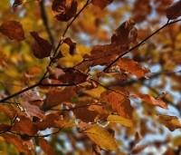 Fagus sylvatica - Groene beuk - 1