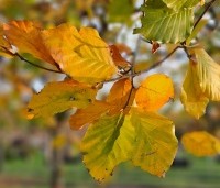 Fagus sylvatica - Groene beuk - herfstblad geel groen getint