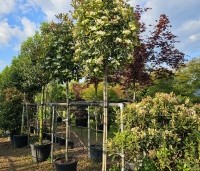 Photinia fraseri 'Red Robin'  - Glansmispel - 1