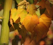 Acer Rufinerve