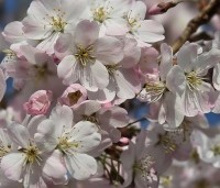 Prunus 'Pandora' - Sierkers 'Pandora' - bloeit vanaf half maart